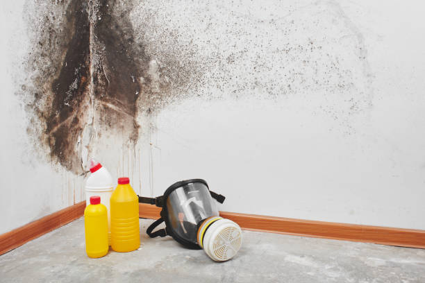 Best Emergency Mold Removal  in West Hammond, NM