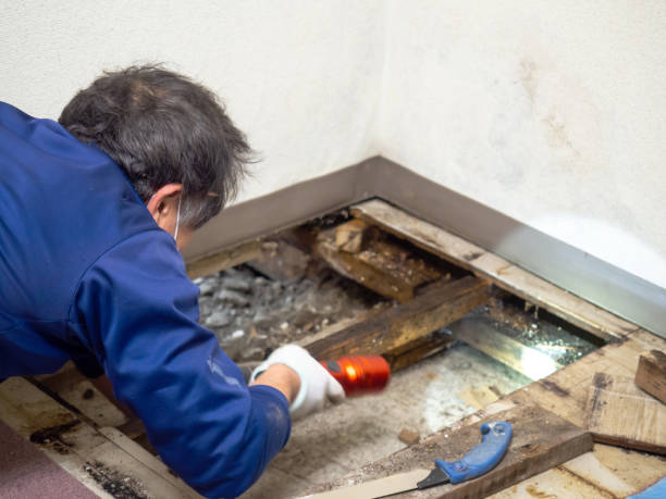 Best Water Damage Restoration  in West Hammond, NM