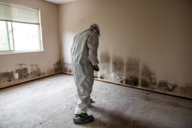 Attic Mold Removal in West Hammond, NM