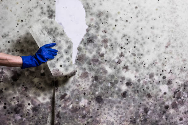 Water Damage Restoration in West Hammond, NM