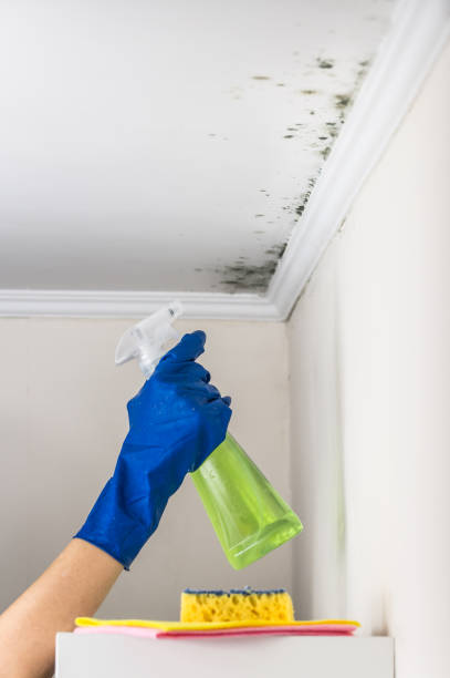 Best Mold Removal Process  in West Hammond, NM