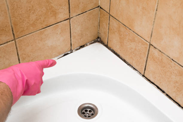 West Hammond, NM Mold Removal Company