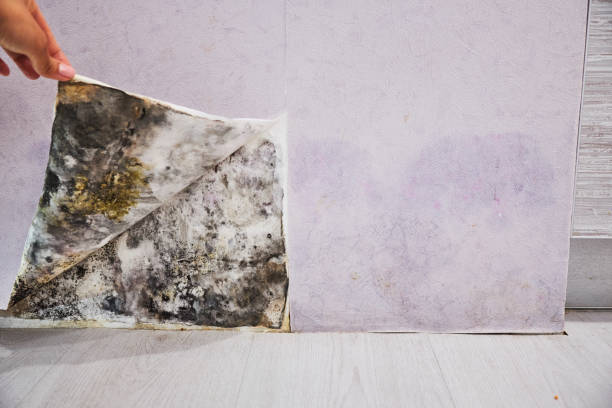 Best Attic Mold Removal  in West Hammond, NM